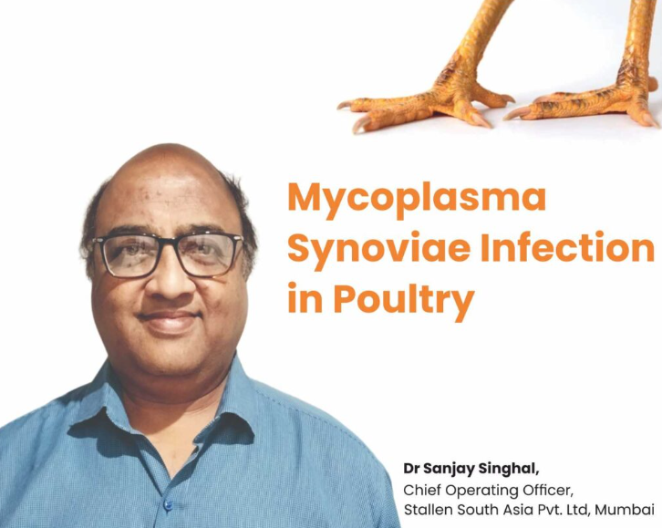 Mycoplasma Synoviae Infection in Poultry