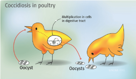 Avian Coccidiosis