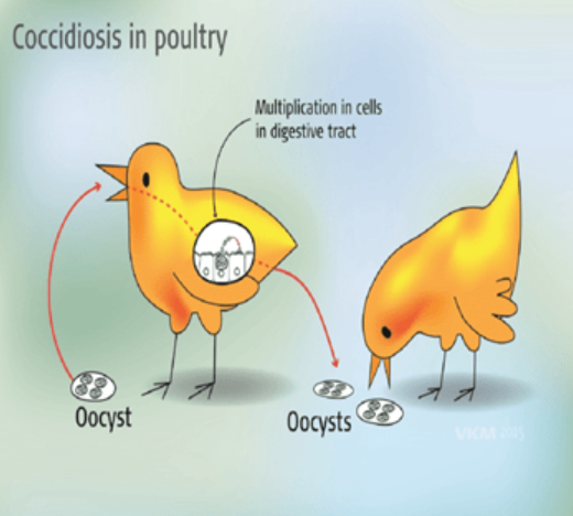 Avian Coccidiosis: A Major Threat to the Indian Poultry Industry and Modern Solutions for Prevention.
