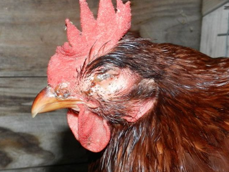 Mycoplasma synoviae infection in poultry