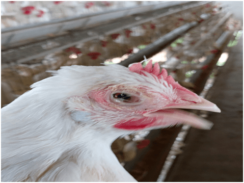 Understanding Mycoplasma gallisepticum infection in poultry.