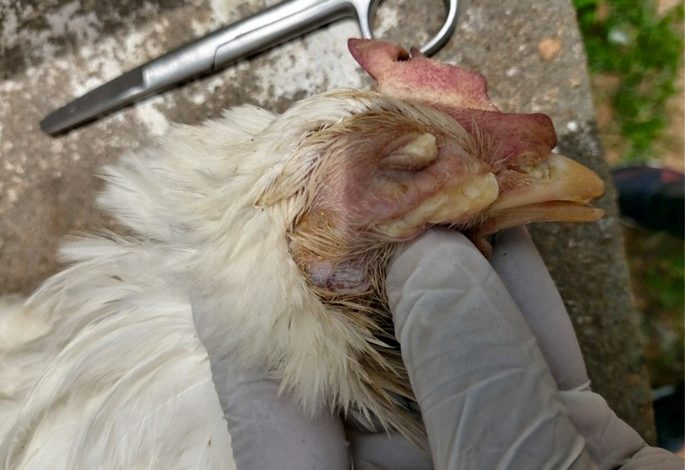 Newcastle disease, Infectious bronchitis and Infectious coryza